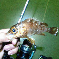 メバルげっとん